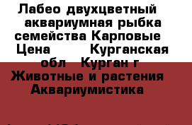 Лабео двухцветный - аквариумная рыбка семейства Карповые › Цена ­ 70 - Курганская обл., Курган г. Животные и растения » Аквариумистика   